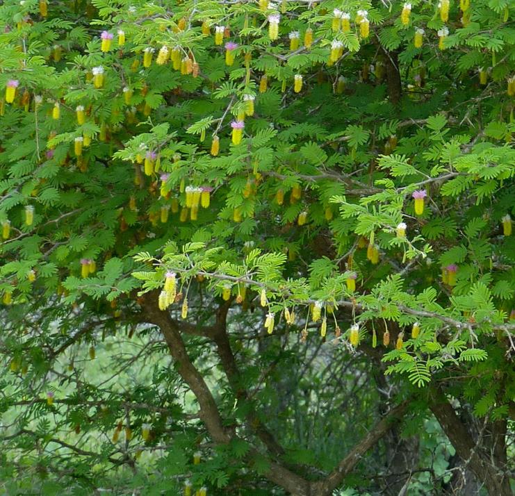 Dichrostachys cinerea - Árvore Lanterna de Natal, Árvore Lanterna Chinesa, Brinco de Princesa Aromático, - Imagem 4