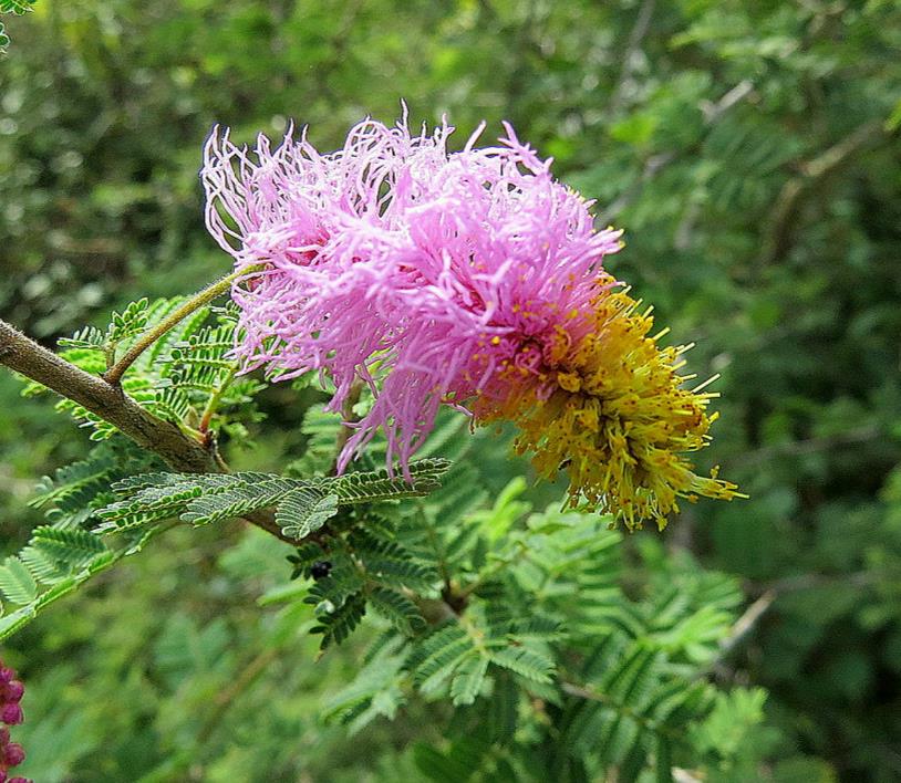 Dichrostachys cinerea - Árvore Lanterna de Natal, Árvore Lanterna Chinesa, Brinco de Princesa Aromático, - Imagem 5