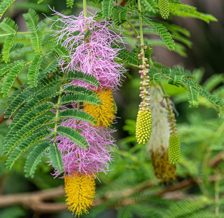 Dichrostachys cinerea - Árvore Lanterna de Natal, Árvore Lanterna Chinesa, Brinco de Princesa Aromático, - Imagem 6