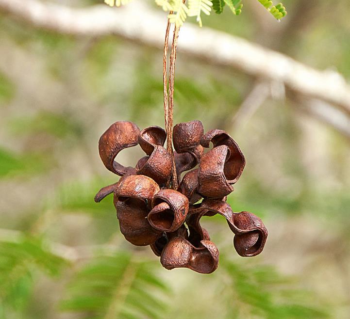 Dichrostachys cinerea - Árvore Lanterna de Natal, Árvore Lanterna Chinesa, Brinco de Princesa Aromático, - Imagem 7