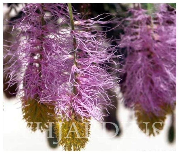 Dichrostachys cinerea - Árvore Lanterna de Natal, Árvore Lanterna Chinesa, Brinco de Princesa Aromático, - Imagem 8