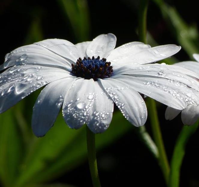 Dimorphotheca pluvialis Glistening white - Margarida do cabo, Margarida da chuva, Profeta do tempo, Margarida africana - Imagem 8