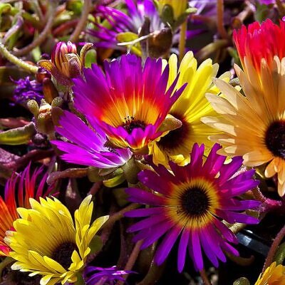 Dorotheanthus bellidiformis mix (Mesembryanthemum criniflorum) - Tapete mágico, Planta gelo, Fábrica de gelo, Magic carpet