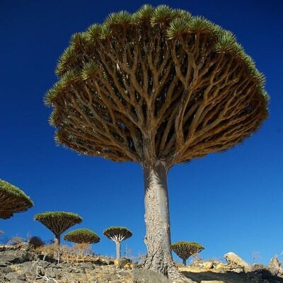 Dracaena draco - Árvore Sangue do Dragão, Dragoeiro, Dragon Tree, Dragão dos Jardins