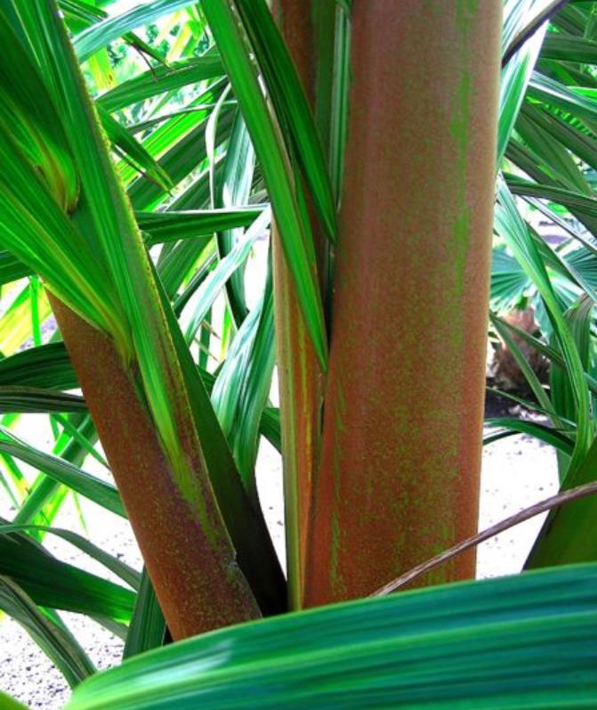 Dypsis sp 'Bejoufa' - Palmeira Dypsis sp. Bejoufa - Imagem 2
