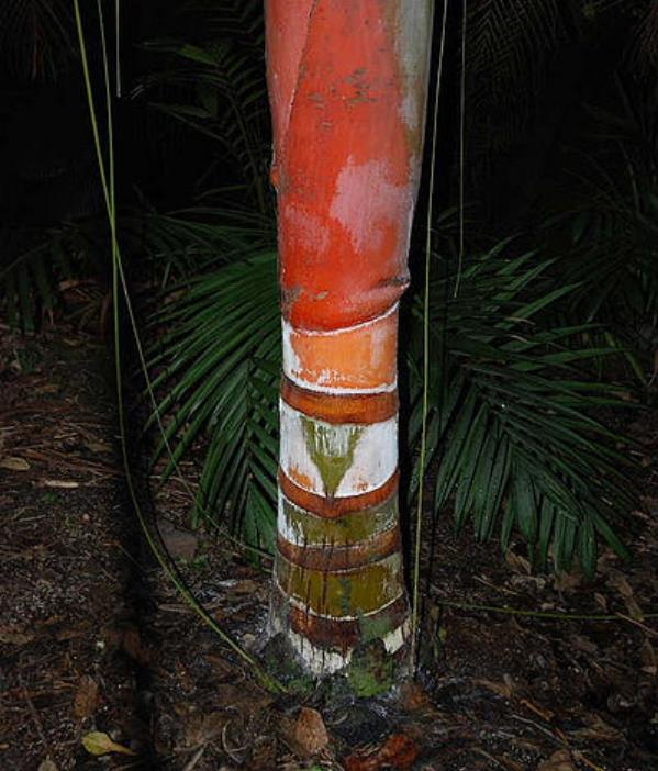 Dypsis sp 'Bejoufa' - Palmeira Dypsis sp. Bejoufa - Imagem 3