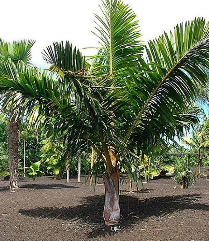 Dypsis sp 'Bejoufa' - Palmeira Dypsis sp. Bejoufa - Imagem 5