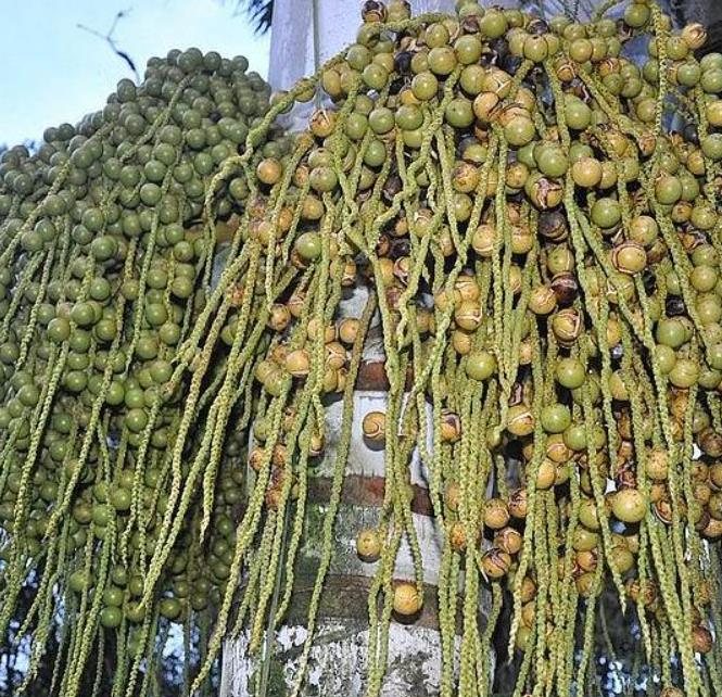 Dypsis sp 'Bejoufa' - Palmeira Dypsis sp. Bejoufa - Imagem 6