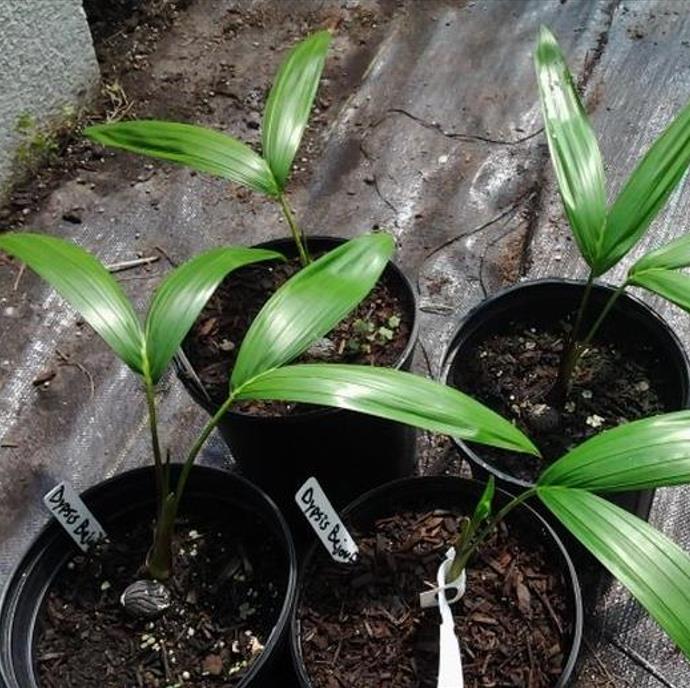 Dypsis sp 'Bejoufa' - Palmeira Dypsis sp. Bejoufa - Imagem 8