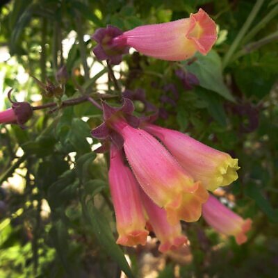 Eccremocarpus scaber 'Mix' - Glória Chilena, Videira Glória do Chile, Trepadeira Flor Gloria do Chile