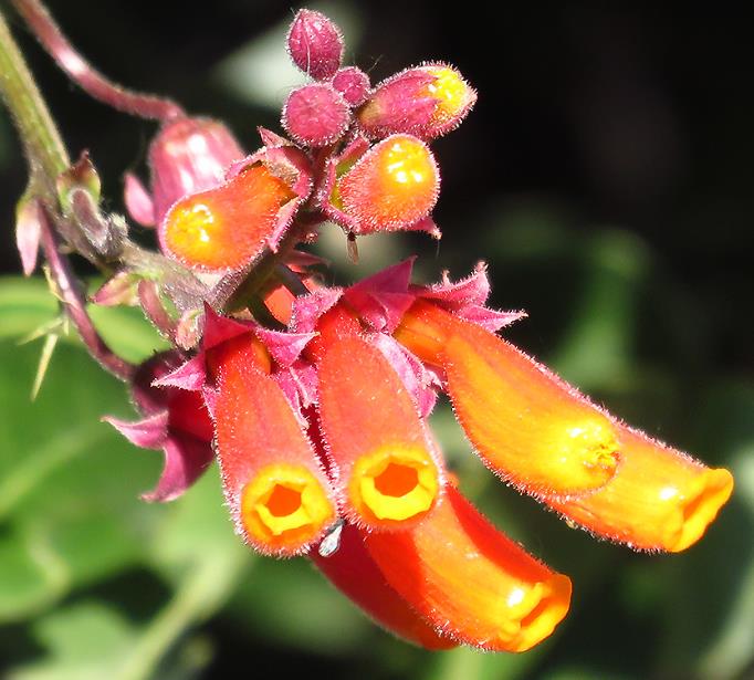 Eccremocarpus scaber 'Mix' - Glória Chilena, Videira Glória do Chile, Trepadeira Flor Gloria do Chile - Imagem 2