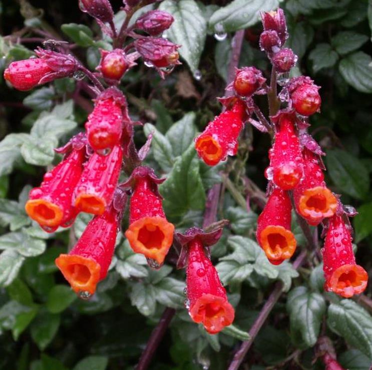 Eccremocarpus scaber 'Mix' - Glória Chilena, Videira Glória do Chile, Trepadeira Flor Gloria do Chile - Imagem 3