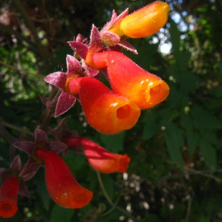 Eccremocarpus scaber 'Mix' - Glória Chilena, Videira Glória do Chile, Trepadeira Flor Gloria do Chile - Imagem 4