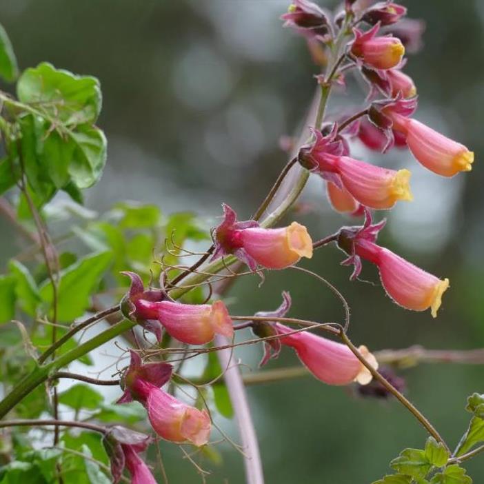 Eccremocarpus scaber 'Mix' - Glória Chilena, Videira Glória do Chile, Trepadeira Flor Gloria do Chile - Imagem 5