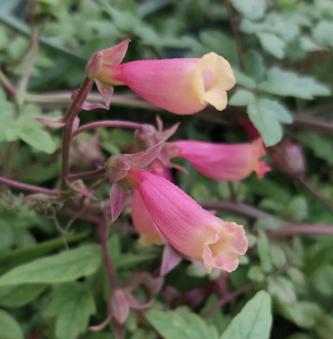 Eccremocarpus scaber 'Mix' - Glória Chilena, Videira Glória do Chile, Trepadeira Flor Gloria do Chile - Imagem 6