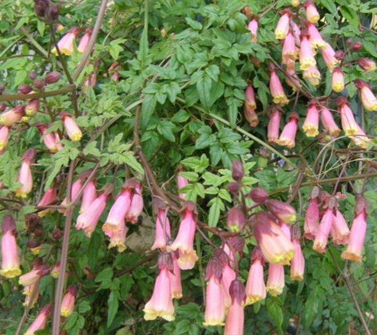 Eccremocarpus scaber 'Mix' - Glória Chilena, Videira Glória do Chile, Trepadeira Flor Gloria do Chile - Imagem 7