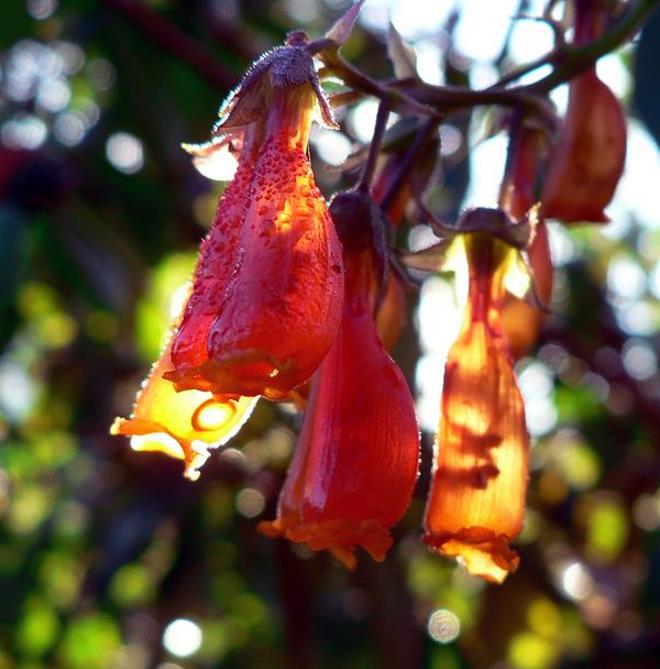 Eccremocarpus scaber 'Mix' - Glória Chilena, Videira Glória do Chile, Trepadeira Flor Gloria do Chile - Imagem 8