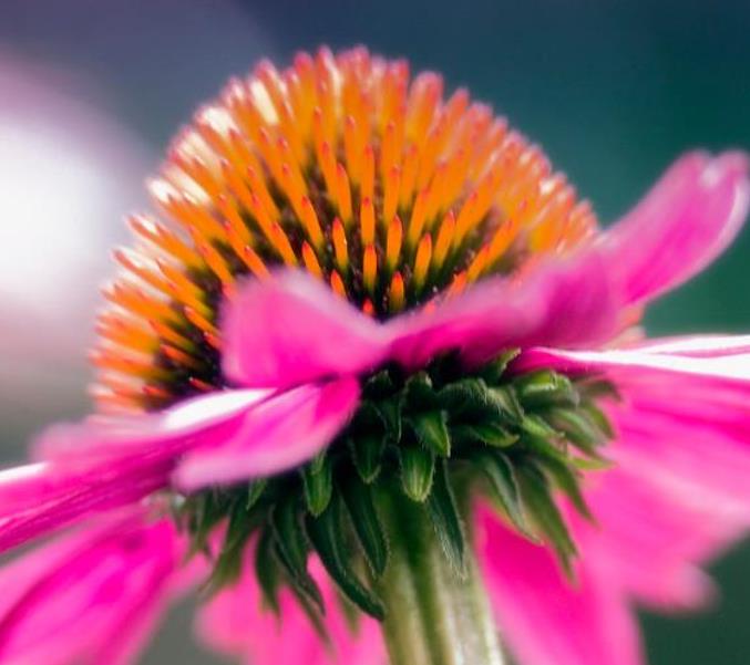 Echinacea angustifolia subsp Angustifolia - Echinacea, Equinácea, Equinacia, Flor-de-Cone, Black Sampson, Rudbeckia rouge - Imagem 2