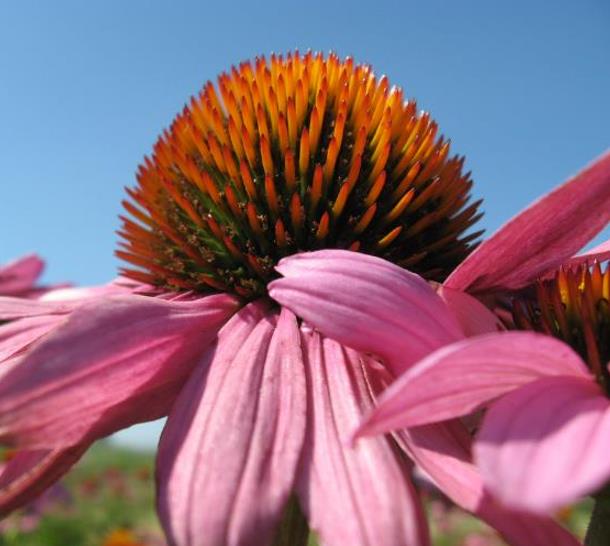 Echinacea angustifolia subsp Angustifolia - Echinacea, Equinácea, Equinacia, Flor-de-Cone, Black Sampson, Rudbeckia rouge - Imagem 3