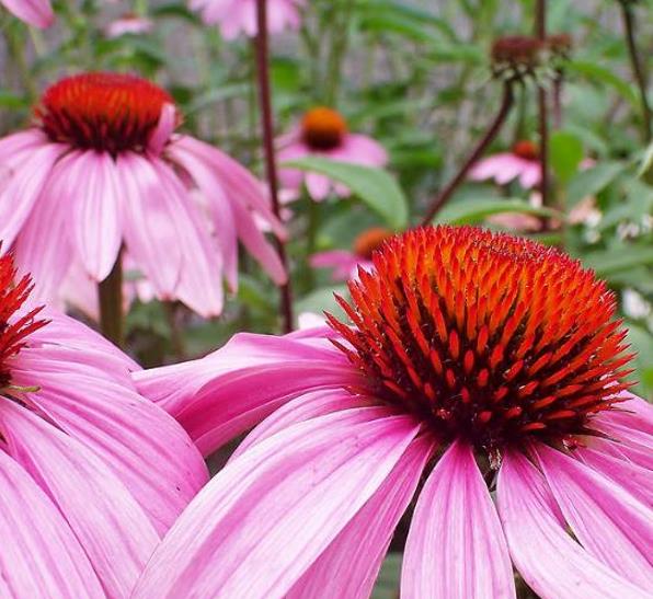 Echinacea angustifolia subsp Angustifolia - Echinacea, Equinácea, Equinacia, Flor-de-Cone, Black Sampson, Rudbeckia rouge - Imagem 4