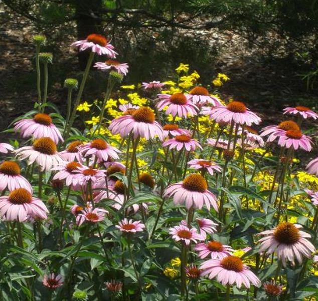 Echinacea angustifolia subsp Angustifolia - Echinacea, Equinácea, Equinacia, Flor-de-Cone, Black Sampson, Rudbeckia rouge - Imagem 8