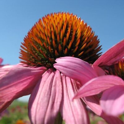 Echinacea purpurea - Flor de Cone, Echinacea ,Equinácea, Equinacia, Rudbeckia