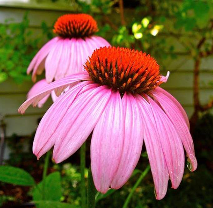 Echinacea purpurea - Flor de Cone, Echinacea ,Equinácea, Equinacia, Rudbeckia - Imagem 2