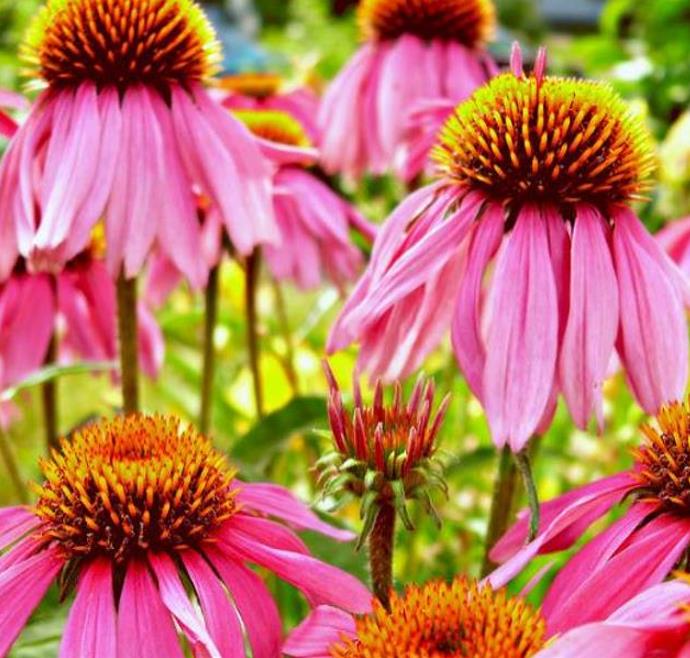 Echinacea purpurea - Flor de Cone, Echinacea ,Equinácea, Equinacia, Rudbeckia - Imagem 3