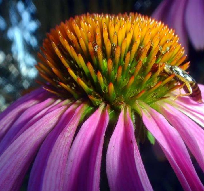 Echinacea purpurea - Flor de Cone, Echinacea ,Equinácea, Equinacia, Rudbeckia - Imagem 4