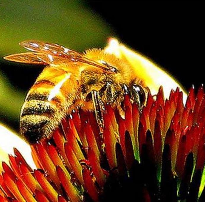 Echinacea purpurea - Flor de Cone, Echinacea ,Equinácea, Equinacia, Rudbeckia - Imagem 6
