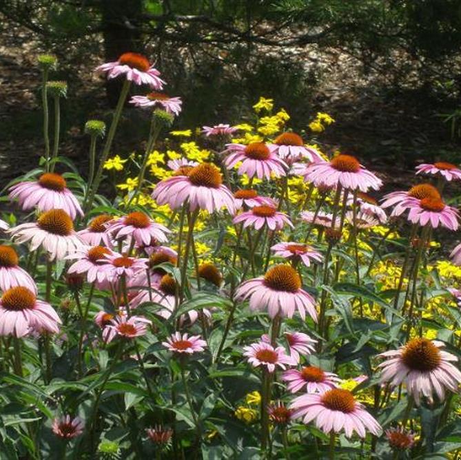 Echinacea purpurea - Flor de Cone, Echinacea ,Equinácea, Equinacia, Rudbeckia - Imagem 7