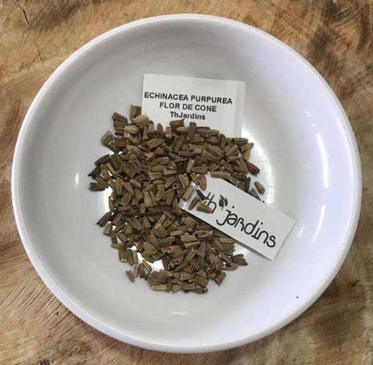 Echinacea purpurea - Flor de Cone, Echinacea ,Equinácea, Equinacia, Rudbeckia - Imagem 8
