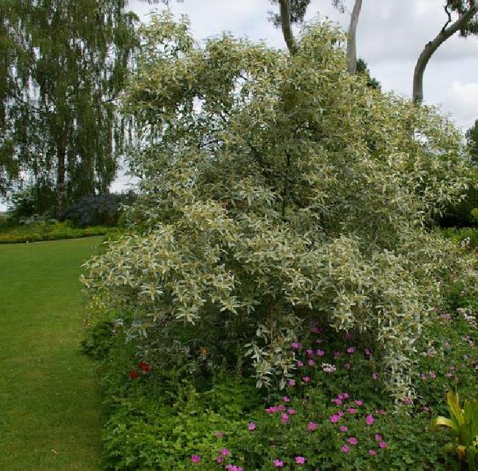 Elaeagnus angustifolia - Azeitona Russa, Azeitona Persa, Oliveira do Paraíso, Oliveira Russa - Imagem 4