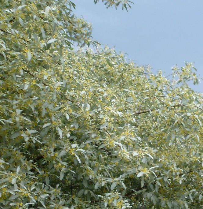 Elaeagnus angustifolia - Azeitona Russa, Azeitona Persa, Oliveira do Paraíso, Oliveira Russa - Imagem 5