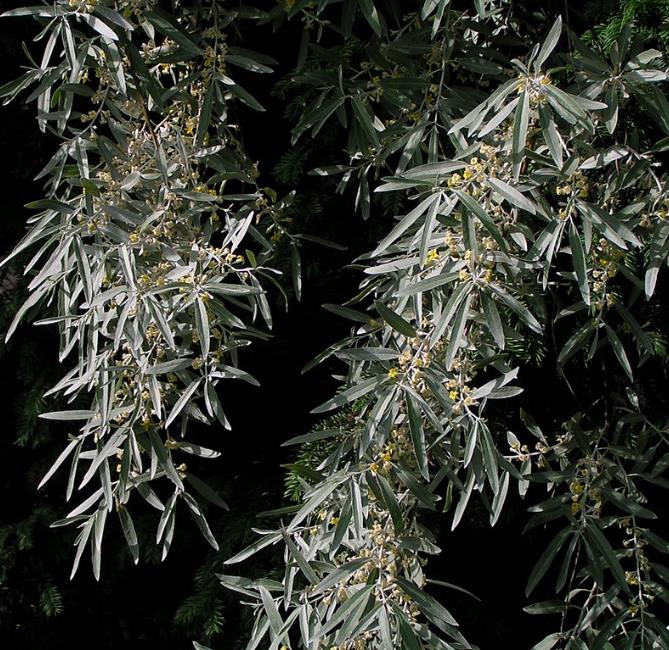 Elaeagnus angustifolia - Azeitona Russa, Azeitona Persa, Oliveira do Paraíso, Oliveira Russa - Imagem 6