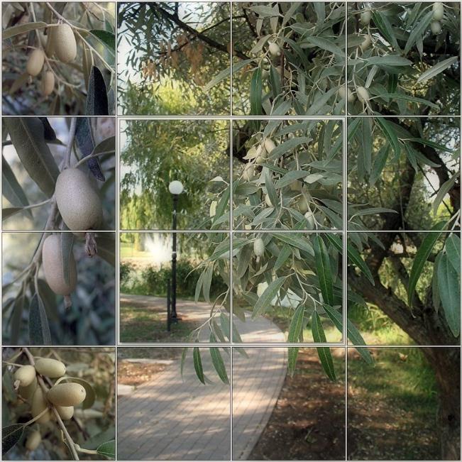 Elaeagnus angustifolia - Azeitona Russa, Azeitona Persa, Oliveira do Paraíso, Oliveira Russa - Imagem 7