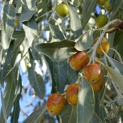 Elaeagnus angustifolia - Azeitona Russa, Azeitona Persa, Oliveira do Paraíso, Oliveira Russa