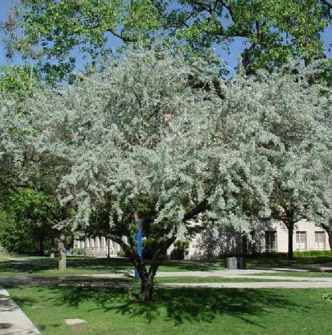 Elaeagnus angustifolia - Azeitona Russa, Azeitona Persa, Oliveira do Paraíso, Oliveira Russa - Imagem 8