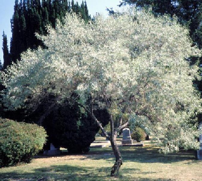 Elaeagnus angustifolia - Azeitona Russa, Azeitona Persa, Oliveira do Paraíso, Oliveira Russa - Imagem 9