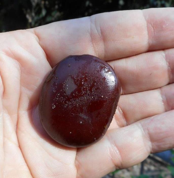 Entada phaseoloides - Trepadeira St. Thomas Bean, Gogo Bean - Imagem 7