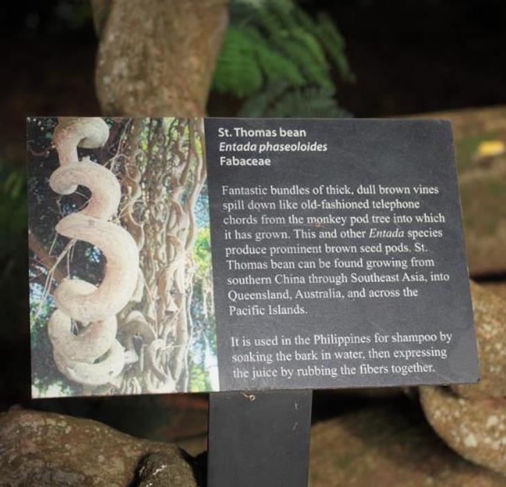 Entada phaseoloides - Trepadeira St. Thomas Bean, Gogo Bean - Imagem 8