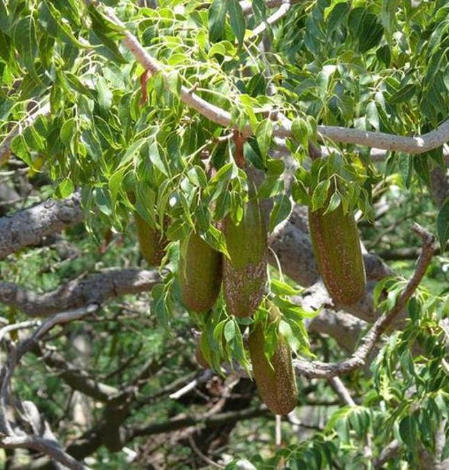 Entandrophragma caudatum (Sprague) - Mogno da Montanha, Mogno Banana de Madeira - Imagem 2