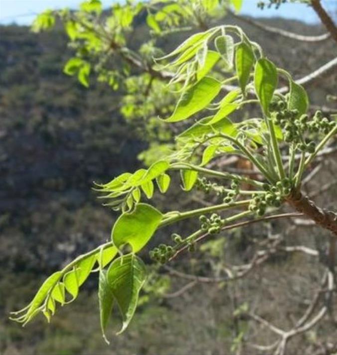 Entandrophragma caudatum (Sprague) - Mogno da Montanha, Mogno Banana de Madeira - Imagem 3