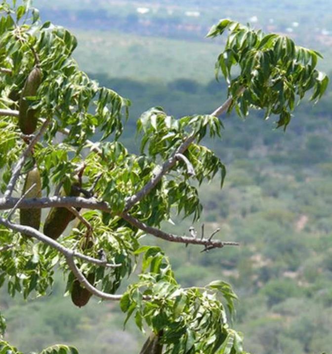 Entandrophragma caudatum (Sprague) - Mogno da Montanha, Mogno Banana de Madeira - Imagem 4