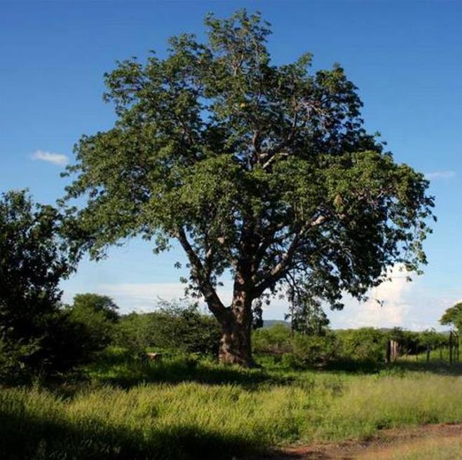 Entandrophragma caudatum (Sprague) - Mogno da Montanha, Mogno Banana de Madeira - Imagem 5