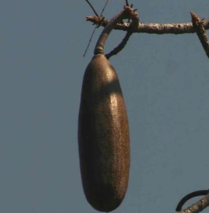 Entandrophragma caudatum (Sprague) - Mogno da Montanha, Mogno Banana de Madeira - Imagem 6