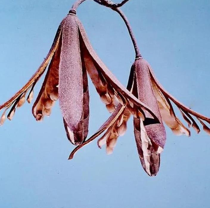 Entandrophragma caudatum (Sprague) - Mogno da Montanha, Mogno Banana de Madeira - Imagem 7
