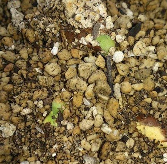 Entandrophragma caudatum (Sprague) - Mogno da Montanha, Mogno Banana de Madeira - Imagem 10