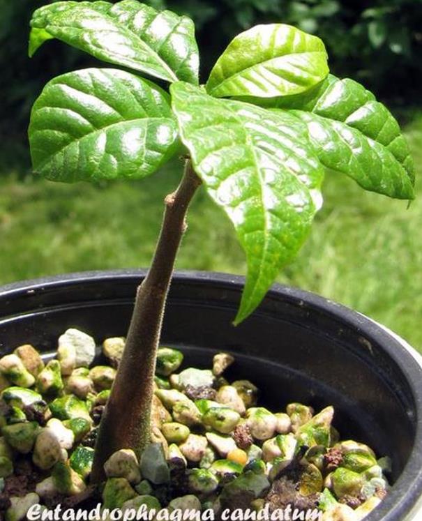 Entandrophragma caudatum (Sprague) - Mogno da Montanha, Mogno Banana de Madeira - Imagem 11