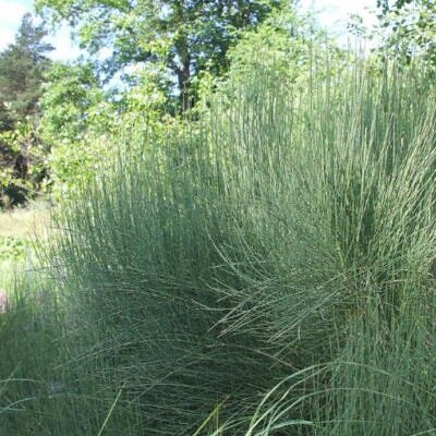 Ephedra equisetina - Chá Mórmon Equisetina, Éfedra, Ma Huang, Bluestem Joint Fir